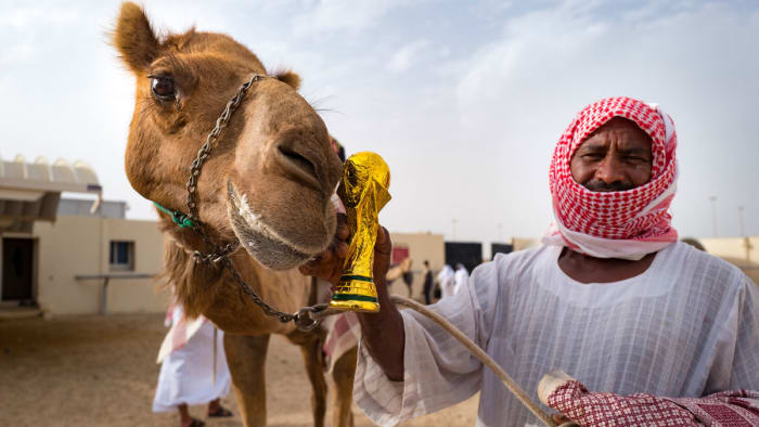 A Qatari camel poses with a replica of the World Cup trophy